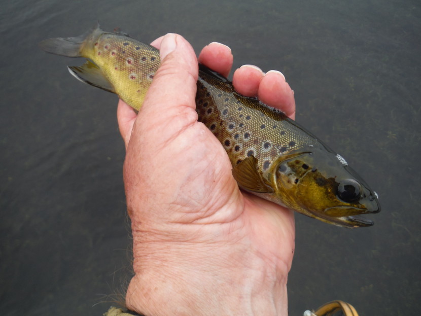Run of the mill Gynon trout